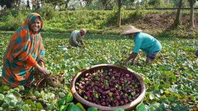 Water chestnut farming: