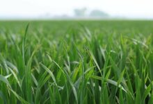 Weed control in wheat