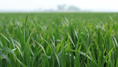 Weed control in wheat