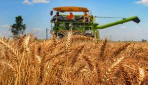 Wheat sowing