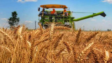 Wheat sowing