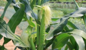 Baby corn cultivation