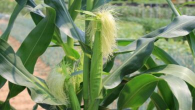 Baby corn cultivation