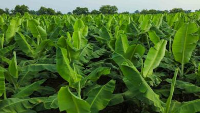 Banana cultivation