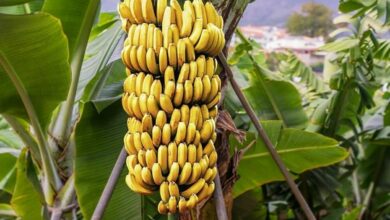 Banana farming