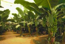 Banana crop