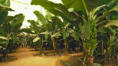 Banana crop