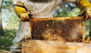 Bee keeping