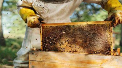 Bee keeping