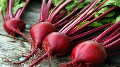 Beetroot cultivation