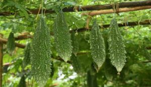 Bitter Gourd Cultivation