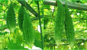 Bitter gourd cultivation