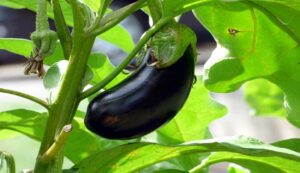 Brinjal Farming