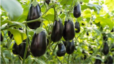 Brinjal cultivation