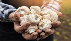 Button Mushrooms