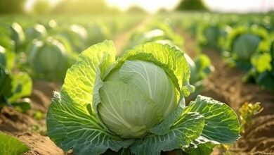 Cabbage farming: