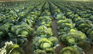 Cabbage cultivation