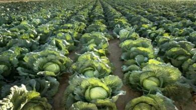 Cabbage cultivation