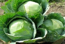 Cabbage farming