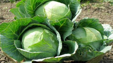 Cabbage farming