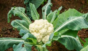 Cabbage harvest