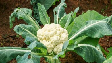 Cabbage harvest