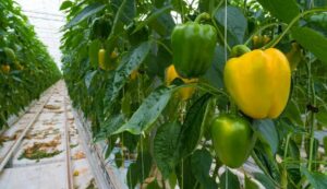 Capsicum cultivation