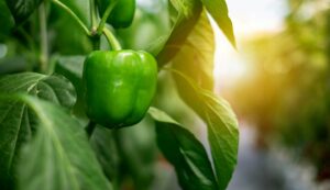 Capsicum farming