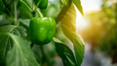 Capsicum farming