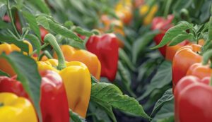 Capsicum cultivation