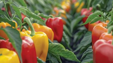 Capsicum cultivation