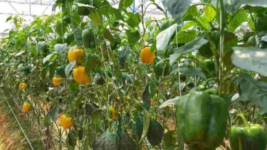 Capsicum cultivation