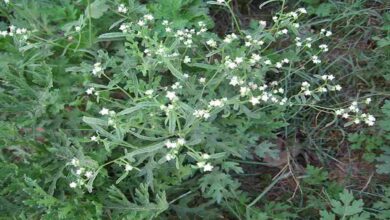 Carrot grass