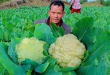 Cauliflower cultivation