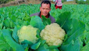 Cauliflower cultivation