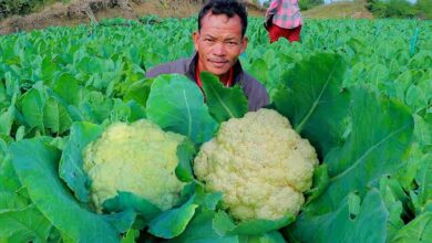 Cauliflower cultivation