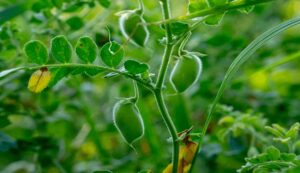 Chickpea and pea crop: