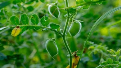 Chickpea and pea crop: