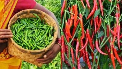 Chilli cultivation