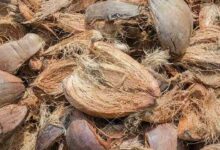 Coconut Peel Fertilizer