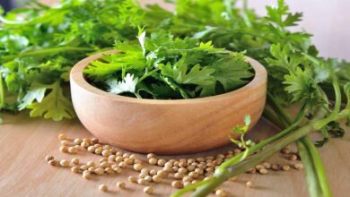 Coriander cultivation: