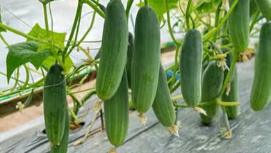 Cucumber cultivation