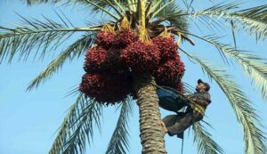 Dates farming