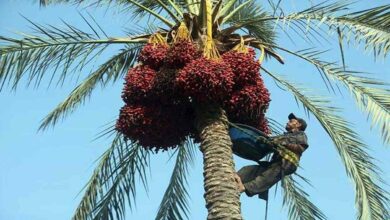 Dates farming