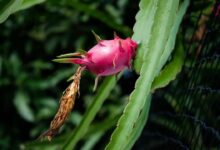 Dragon fruit cultivation