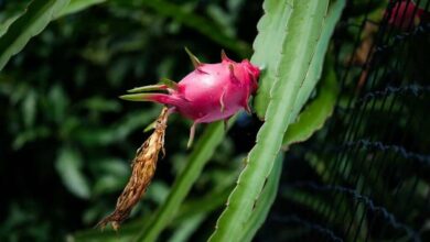 Dragon fruit cultivation