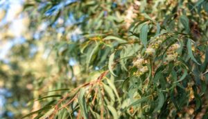 Eucalyptus tree: