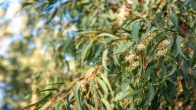 Eucalyptus tree: