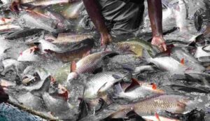 Fish farming