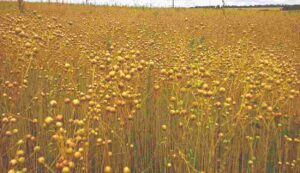 Flax cultivation